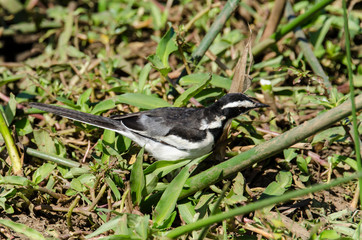 Bergeronnette du Cap,.Motacilla capensis, Cape Wagtail
