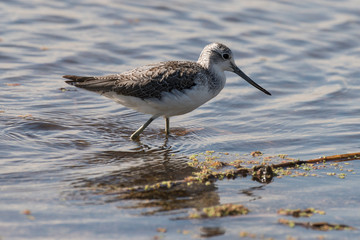 Chevalier aboyeur,.Tringa nebularia, Common Greenshank