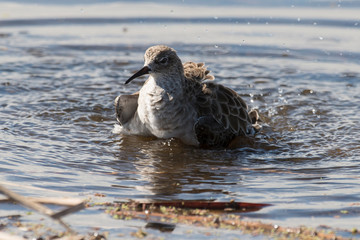 chevalier combattant, Combattant varié, Philomachus pugnax
