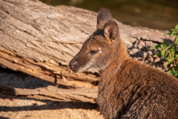 Close-up portrait of a cute Bennett's wallaby (Macropus rufogriseus)