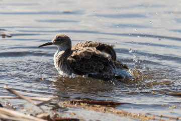 chevalier combattant, Combattant varié, Philomachus pugnax