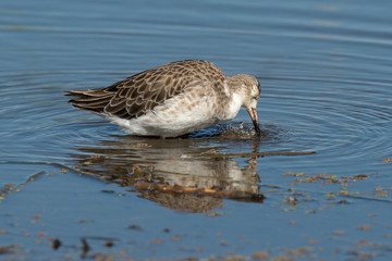 chevalier combattant, Combattant varié, Philomachus pugnax