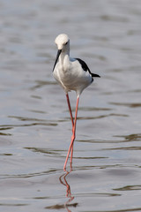 Echasse blanche, Black winged Stilt, Himantopus himantopus