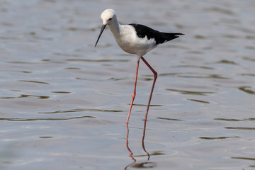 Echasse blanche, Black winged Stilt, Himantopus himantopus
