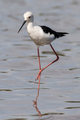 Echasse blanche, Black winged Stilt, Himantopus himantopus