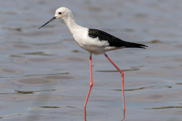Echasse blanche, Black winged Stilt, Himantopus himantopus