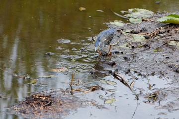 Striated heron walking at the edge of the water