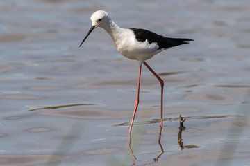 Echasse blanche, Black winged Stilt, Himantopus himantopus