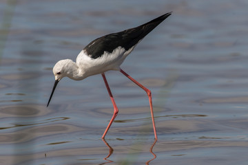 Echasse blanche, Black winged Stilt, Himantopus himantopus