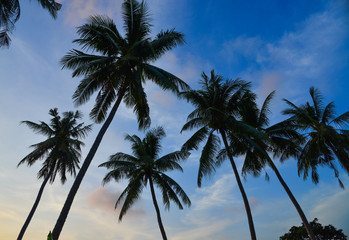 Fototapeta na wymiar Top of coconut tree under blue sky