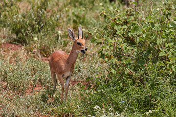 Steenbok in the African bush