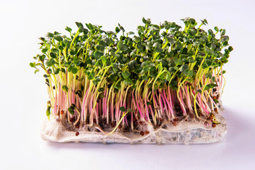  fresh microgreen on a black background3