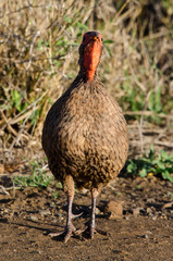 Francolin de Swainson,.Pternistis swainsonii, Swainson's Spurfowl