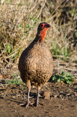 Francolin de Swainson,.Pternistis swainsonii, Swainson's Spurfowl