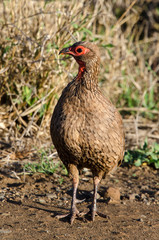 Francolin de Swainson,.Pternistis swainsonii, Swainson's Spurfowl