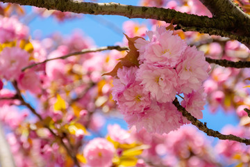 pink cherry blossom close up. spring has sprung. beautiful nature background