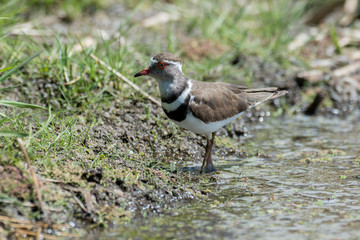 Gravelot à triple collier,.Charadrius tricollaris, Three banded Plover