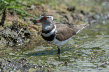 Gravelot à triple collier,.Charadrius tricollaris, Three banded Plover