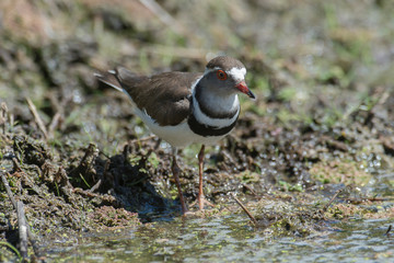 Gravelot à triple collier,.Charadrius tricollaris, Three banded Plover