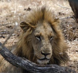 Lion, Panthera leo, Parc national du Kalahari, Afrique du Sud