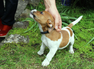 Cute and clumsy Jack Russell puppy biting. Over excited dog trying to climb the stairs to greet the owner