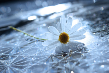 Holding a chamomile flower against crystal background