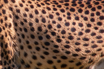 Close-up view of the spotted fur on the flank of the body of an adult cheetah (Acinonyx jubatus)