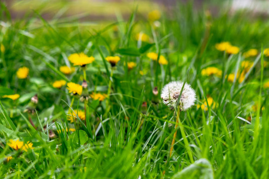 dandelions and other weeds among the grass. an overgrown backyard needs clearing. springtime lawn care concept