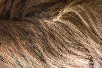 Close-up view of the woolly long hair of the fur of a Linnaeus's two-toed sloth (Choloepus didactylus) © schusterbauer.com