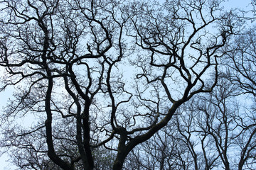 The silhouette connective branches of a tree against cold blue sky