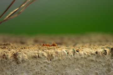 ant on a rock with green background