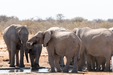 Elephants in Etosha national park.