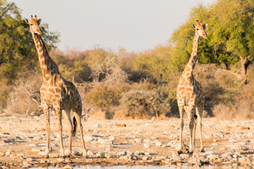 Giraffes, Etosha national park.