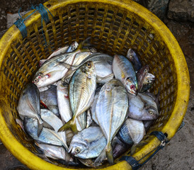 Selling fresh fish at street market
