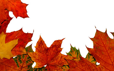Colored autumn leaves located on one side on a white background