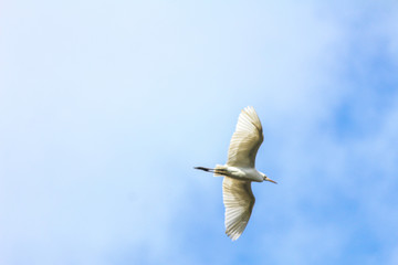 seagull in flight