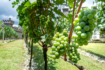 Vinho in Natura