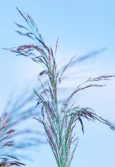 small spikelets on a branch