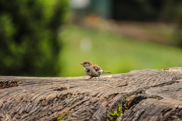 Naklejka na ściany i meble A sparrow bird on the tree trunk