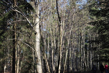Forêt en hiver autour du col de Malval - Commune de Courzieu - Département Rhône - France