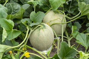 北海道の美味しい赤肉メロン