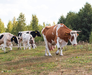 Fototapeta na wymiar a herd of cows and gobies for a walk
