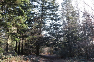 Forêt en hiver autour du col de Malval - Commune de Courzieu - Département Rhône - France