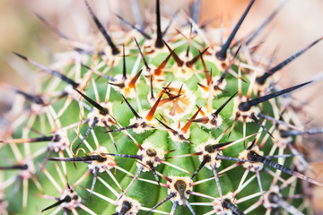 thorn cactus texture background.