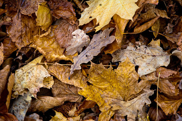 Heap with colored autumn leaves
