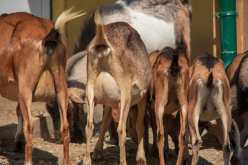 Funny view of the buttocks of four goats lined up while eating