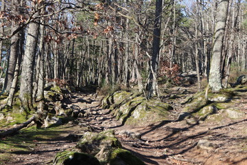Forêt en hiver autour du col de Malval - Commune de Courzieu - Département Rhône - France