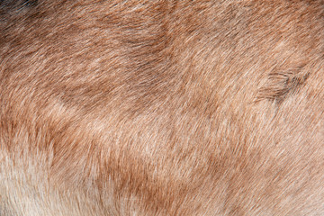 Close-up view of the brown fur of a common goat