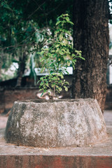 worship the sacred tulasi tree. Indian culture and religion.