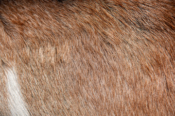 Close-up view of the brown fur of a common goat with a small white spot